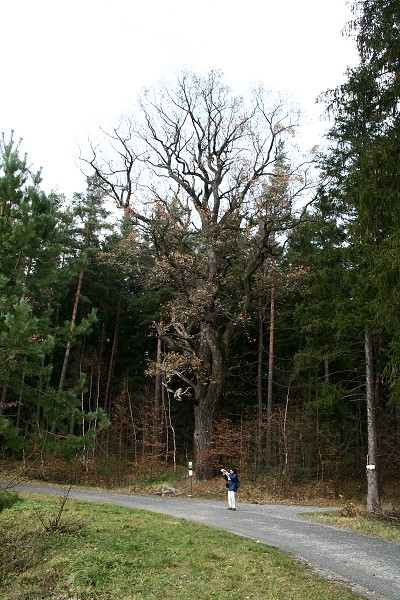 img00029.jpg